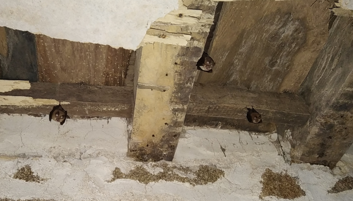 Construction de gîtes à chauves-souris